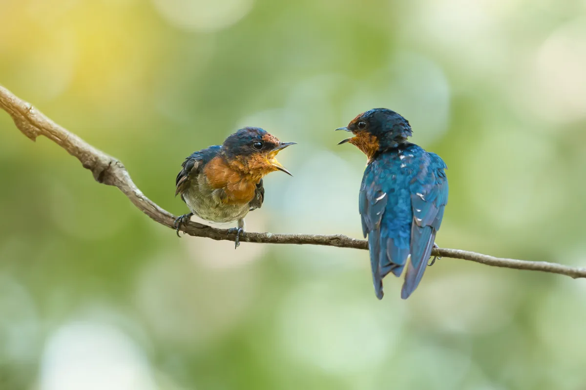La inteligencia artificial permite descifrar la comunicación entre diversas especies animales