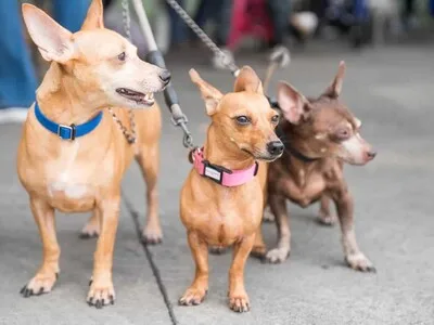 Alcaldía del Distrito Nacional esteriliza cien mascotas en jornada de bienestar