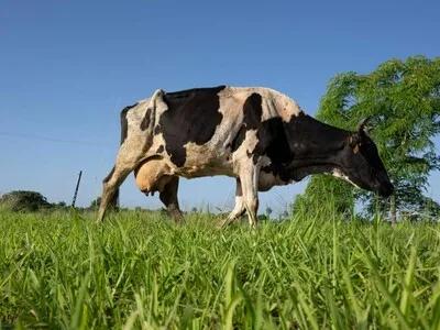 Productores agrícolas en Cuba regresan al uso de bueyes por crisis