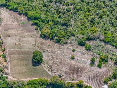 Investigación sobre plantaciones de marihuana en Ocoa continúa abierta