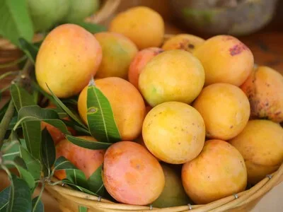 Exportaciones de mango dominicano a Estados Unidos suspendidas por cuatro meses