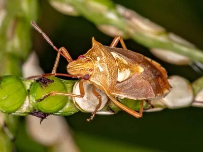 Agricultura implementa medidas obligatorias contra el chinche de la espiga