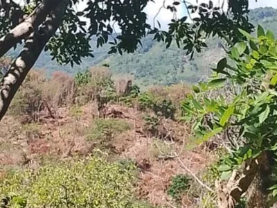 Ambientalistas denuncian desmonte forestal en cuenca del río Nizaíto