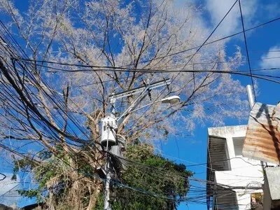 Residentes en La Joya exigen poda de árbol sobre tendido eléctrico