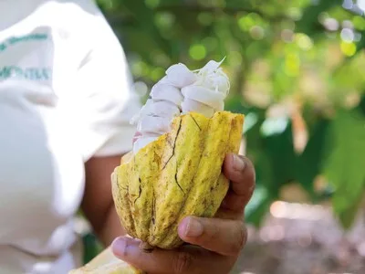 Santiago acogerá la sexta edición del Festival del Chocolate Dominicano