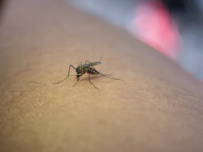 República Dominicana registra baja incidencia de dengue en comparación regional