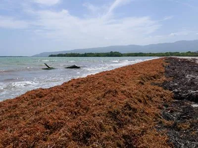 Destinan US$6.3 millones para proyectos de manejo de sargazo en RD
