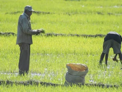 Agricultura garantiza protección a productores tras cambios en aranceles del arroz